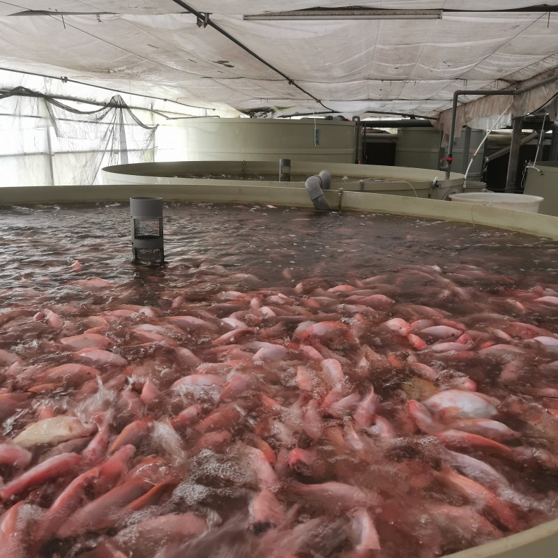 Factory based Circular Aquaculture System